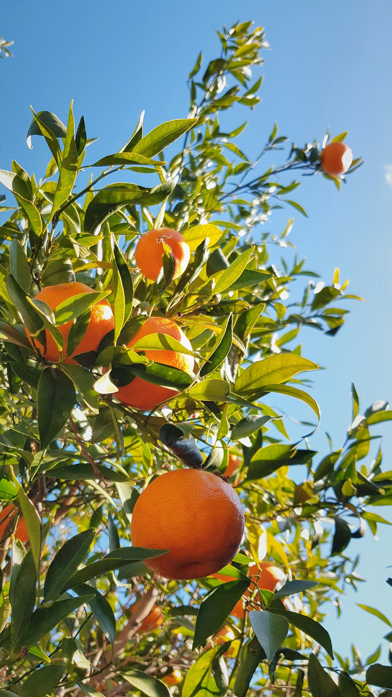 Ripe oranges on a backyard citrus tree, a food source that holds roof rats in Temple Terrace yards