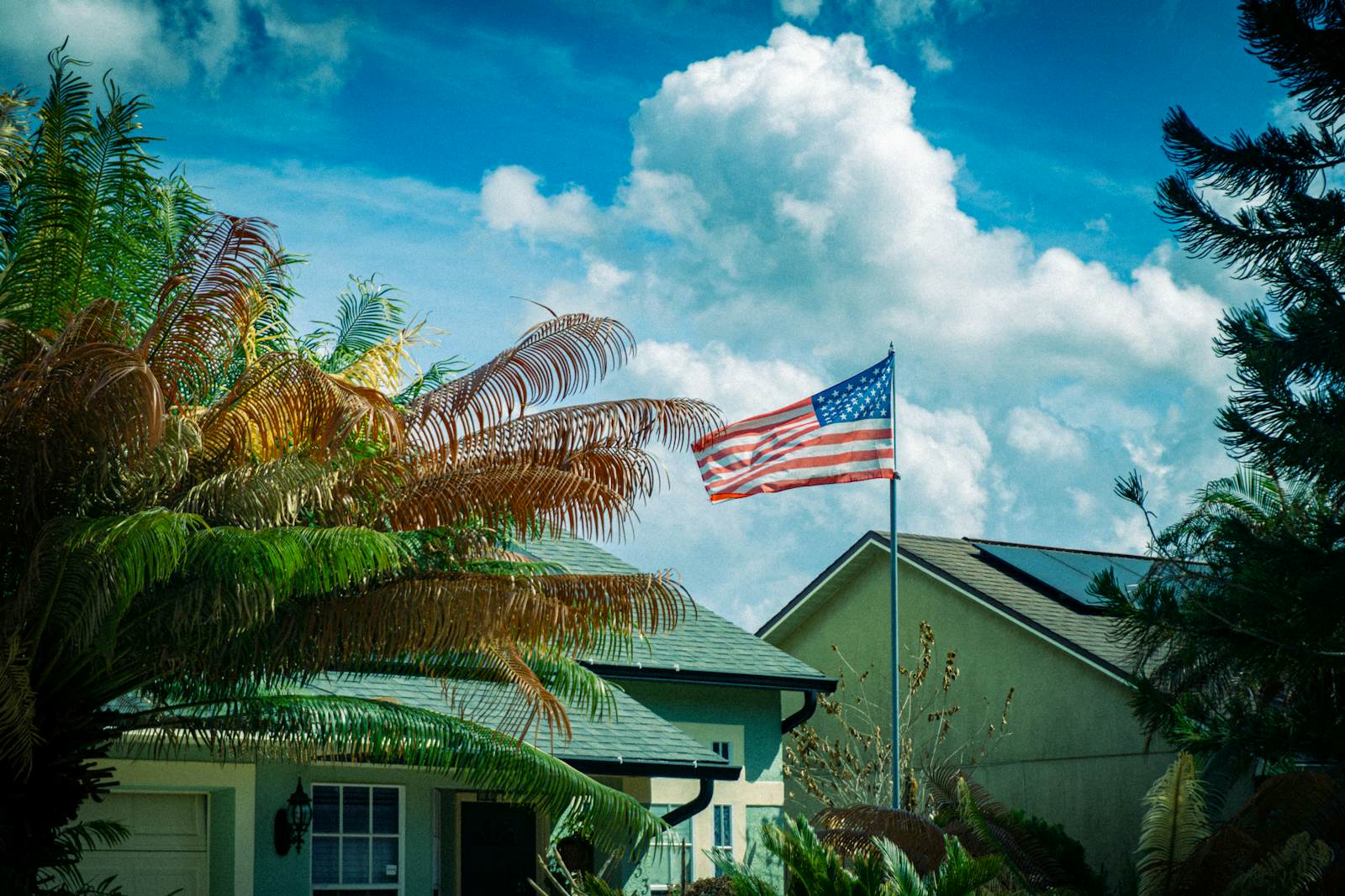 Tampa street with palms leaning over the rooflines of single-story homes