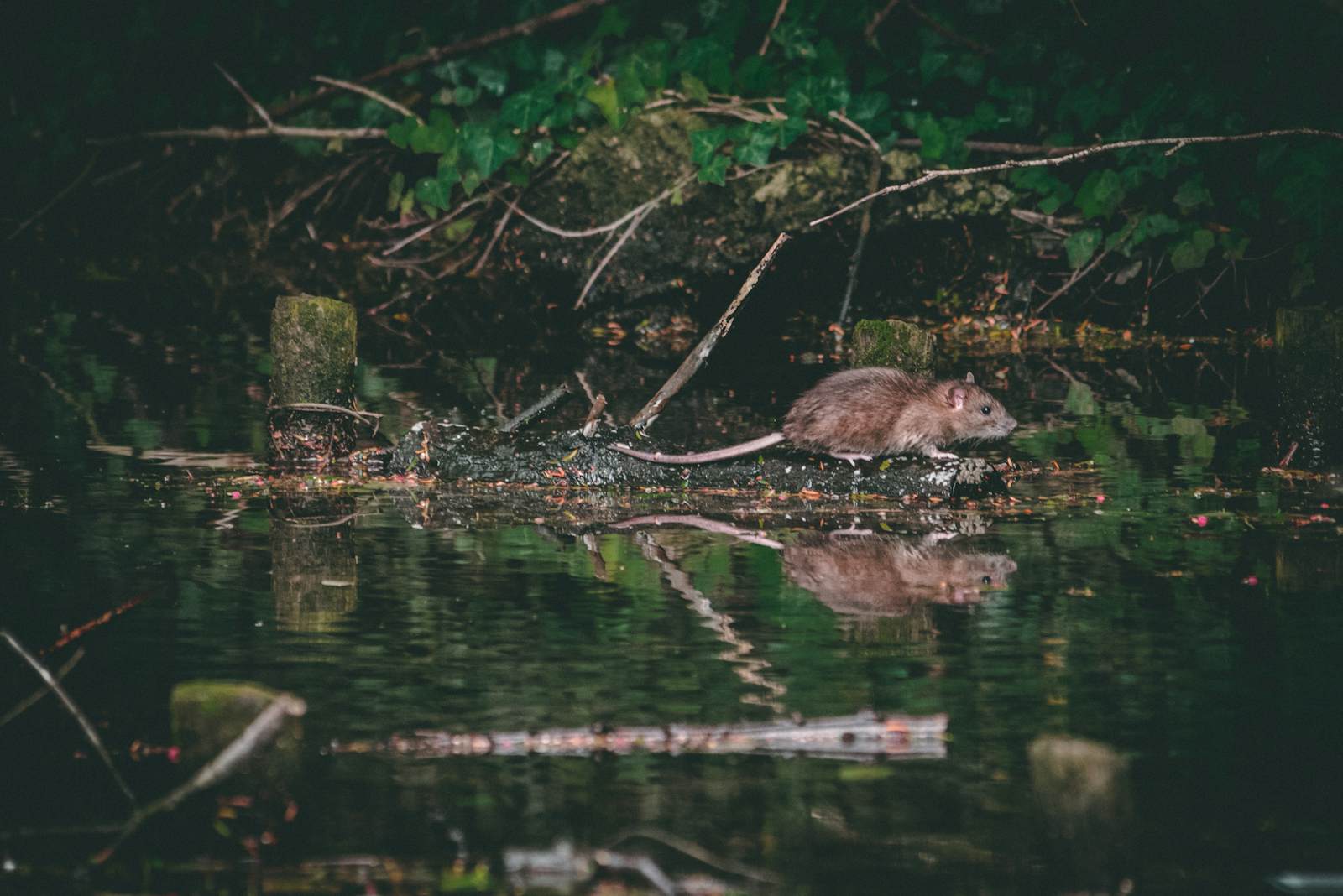Wild brown rat on a log at the edge of dark water, the drainage and canal habitat that feeds Tampa rat pressure