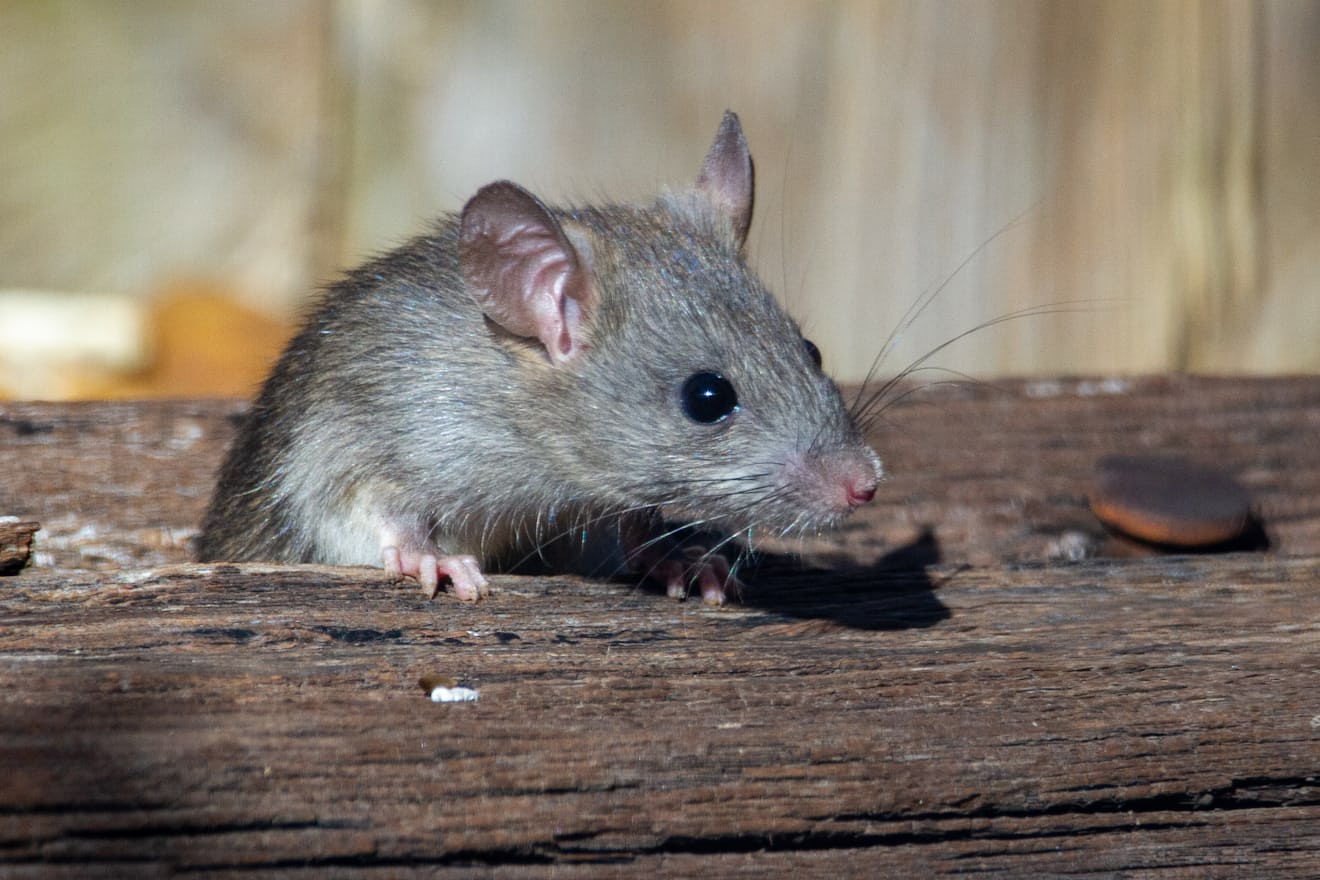 Brown rat on a wooden board, the level of activity that signals an established infestation
