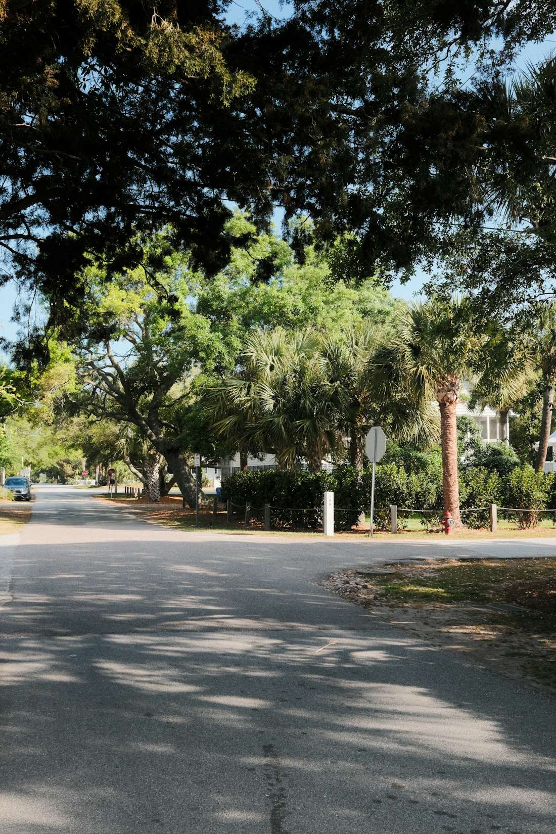 Mature live oak canopy over a residential street, the overhead route roof rats use in Brandon