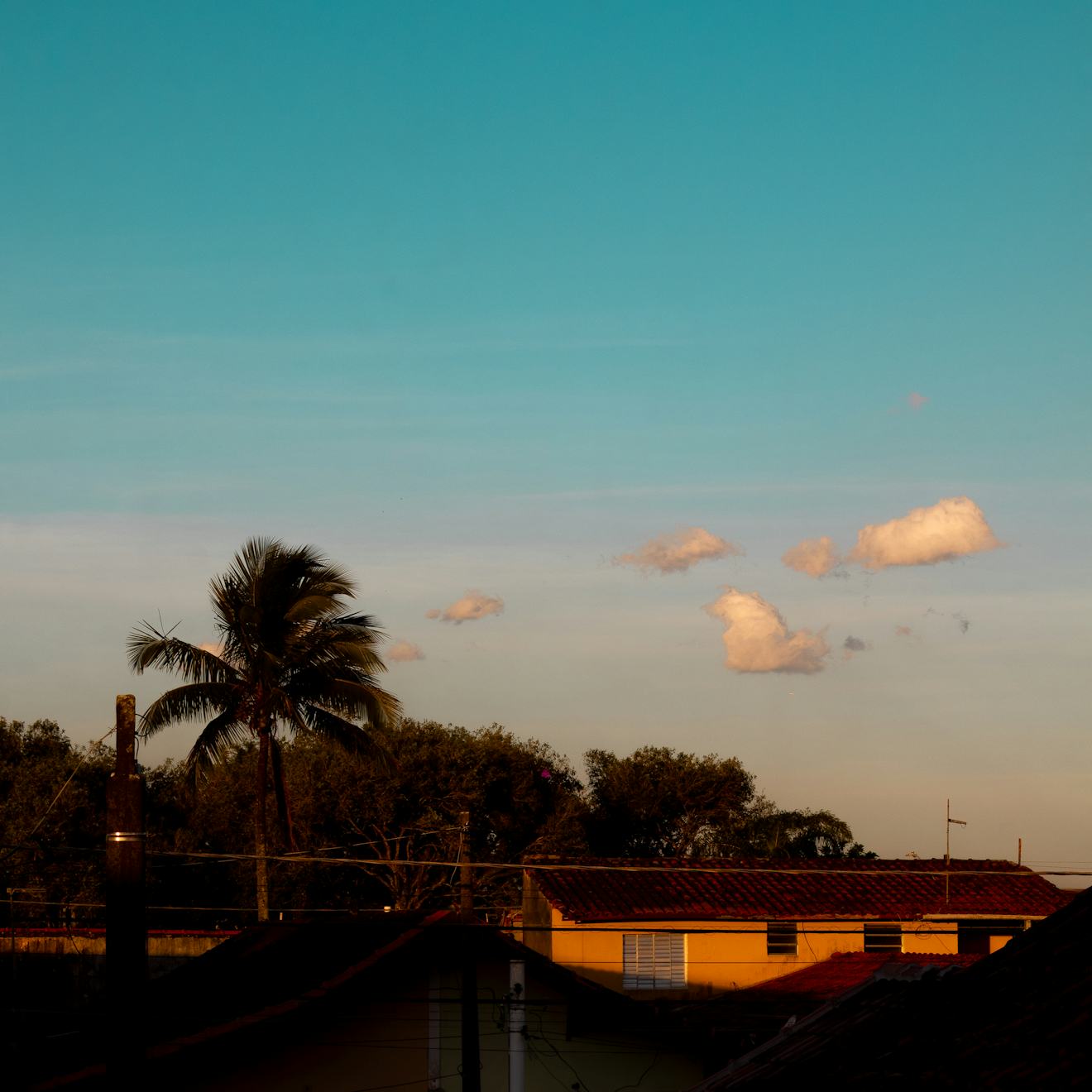 Palm fronds and utility lines running above tile rooftops in Tampa, the overhead route roof rats travel