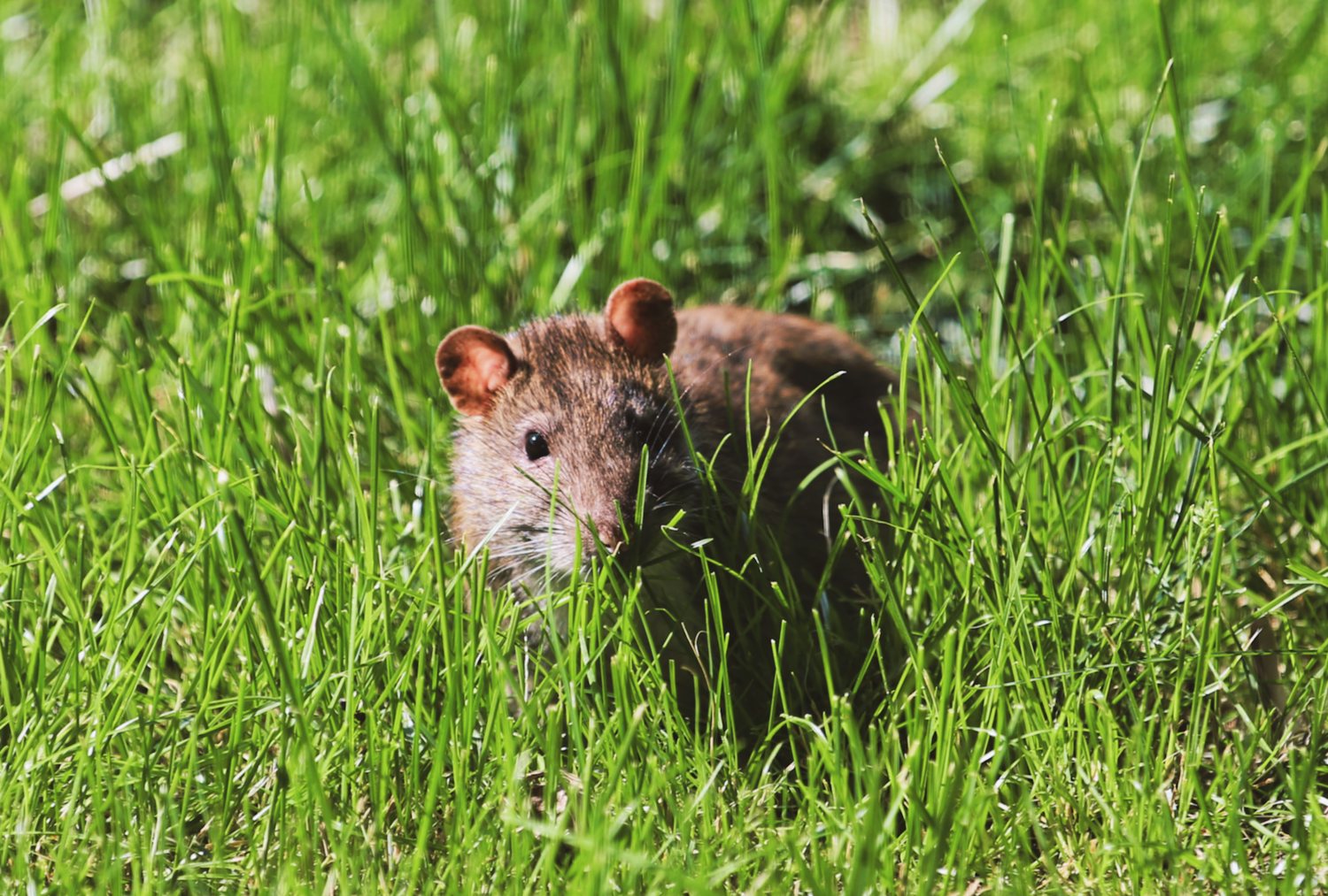 Wild brown rat in dense ground cover beside a house, the kind of yard population that feeds a Tampa rat problem