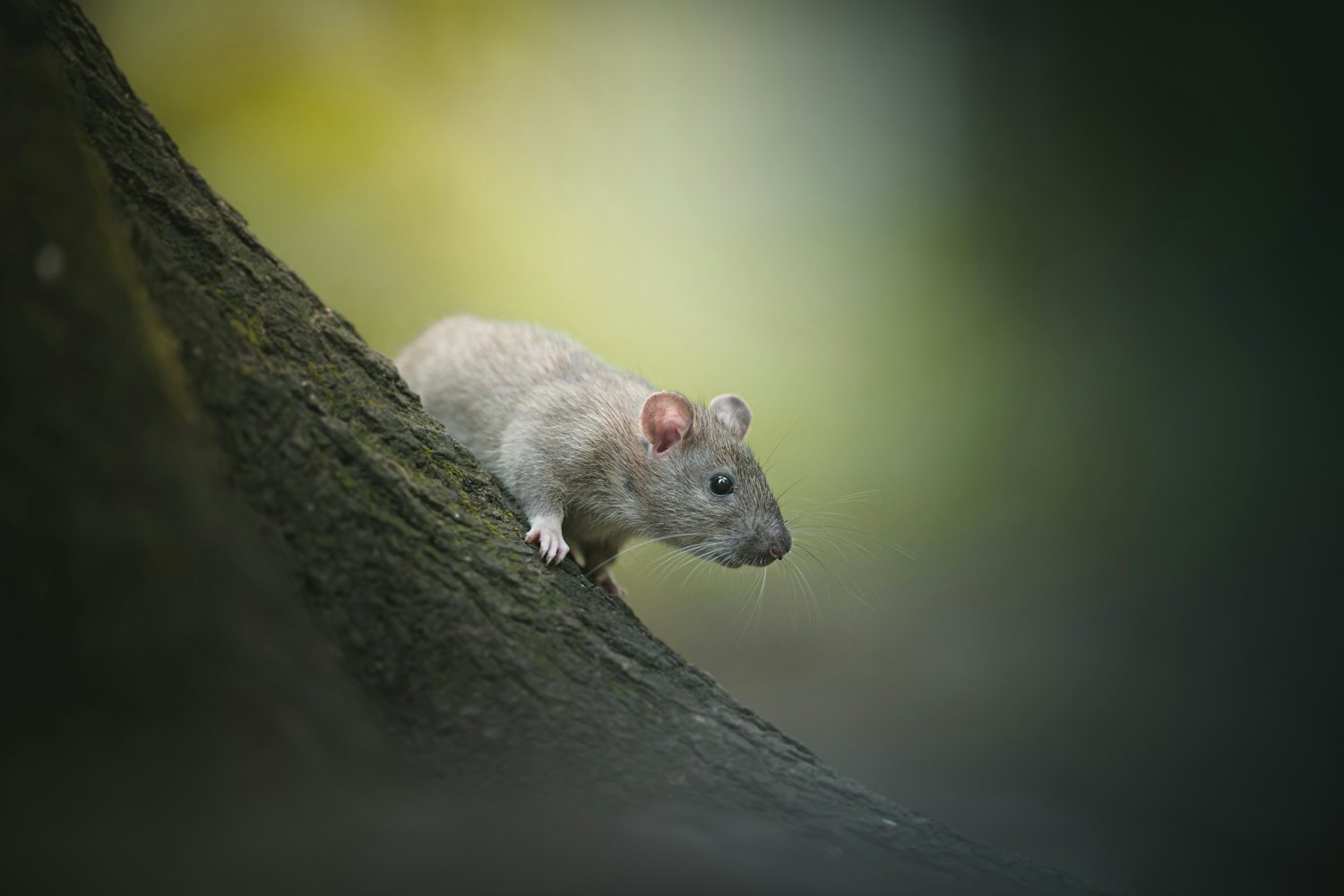 Roof rat climbing the side of a trunk, the overhead route this species uses to reach Tampa rooflines