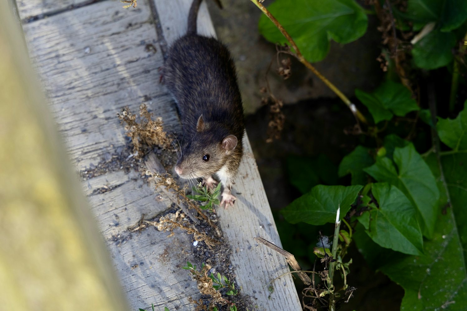 Rat on a timber beam along a travel runway, the placement that decides whether a trap line works