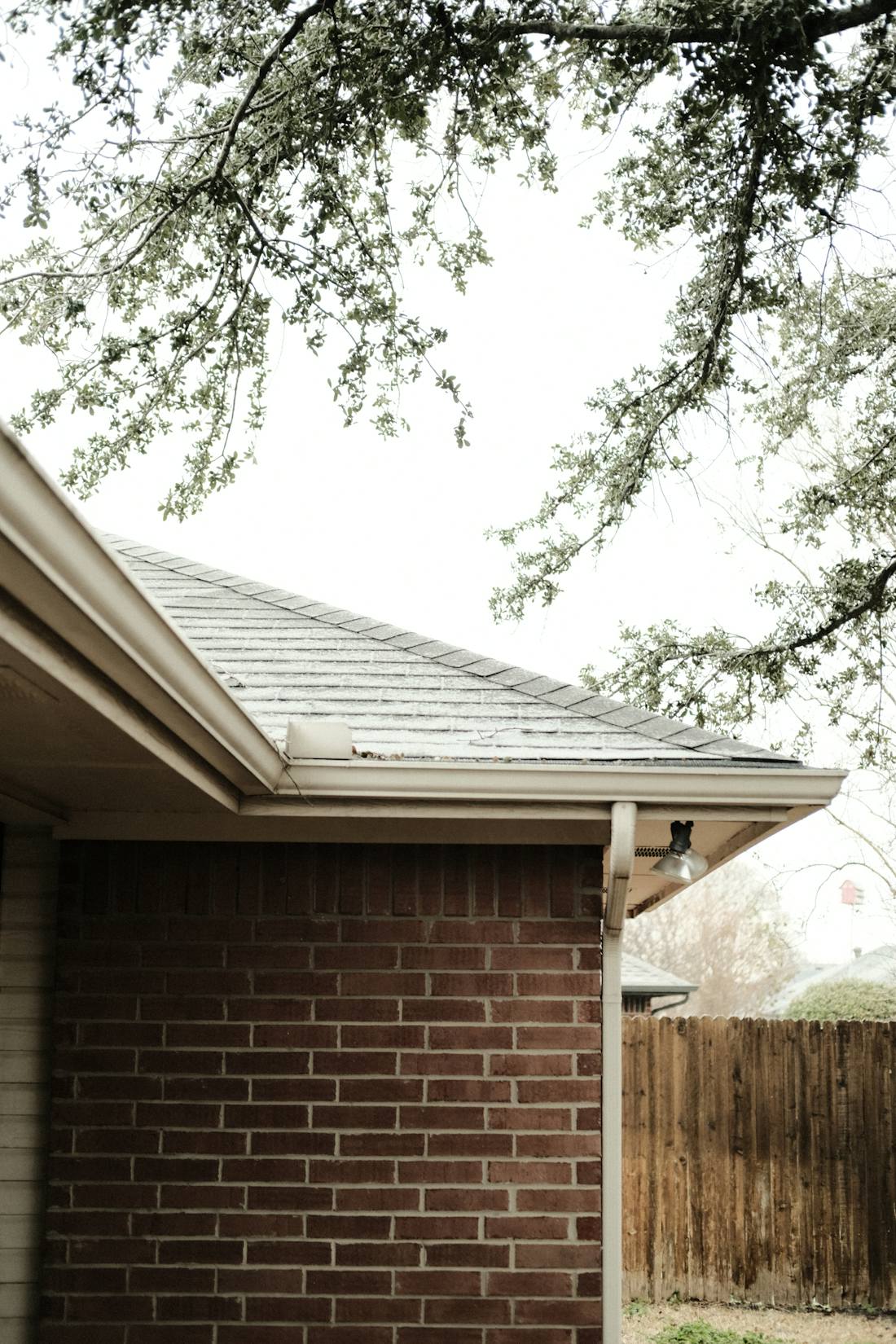 Tree branches reaching over a house roofline, the bridge rats use to get above a Riverview ceiling